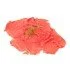CARPACCIO DI COSCIA