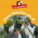 LA GALLINA BIANCA UOVA X 4 FRE
