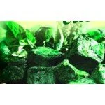 IMPERATORE SPINACI CUBETT.1 kg#