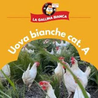 LA GALLINA BIANCA UOVA X 9 F