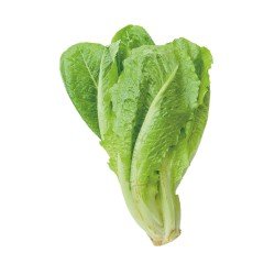 LATTUGA PER BOLLIRE LATTUGA PER BOLLIRE