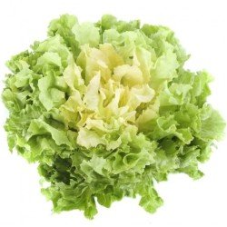 INDIVIA INDIVIA
