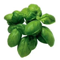BASILICO BASILICO