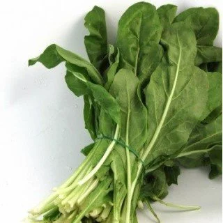 SEGALA SELVATICA SEGALA SELVATICA