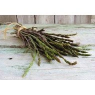 ASPARAGI SELVATICI