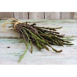 ASPARAGI SELVATICI ASPARAGI SELVATICI