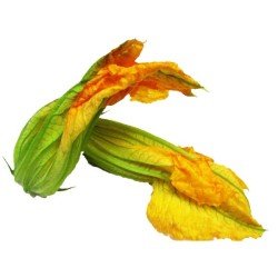 FIORI DI ZUCCA FIORI DI ZUCCA