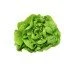 LATTUGA TROCADERO
