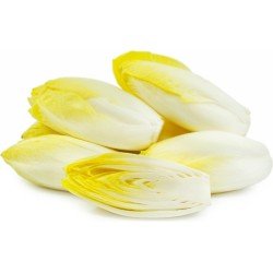 INDIVIA BELGA INDIVIA BELGA