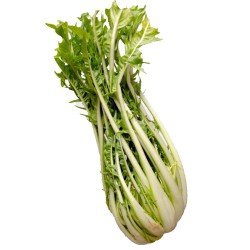 PUNTARELLE