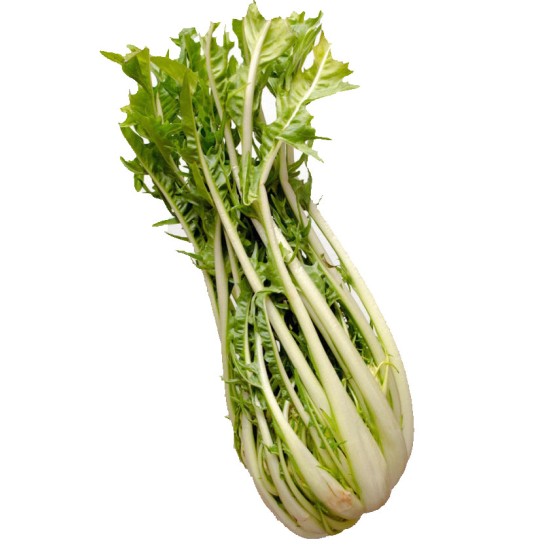 PUNTARELLE