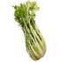 PUNTARELLE