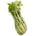 PUNTARELLE