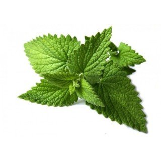 MENTA MENTA