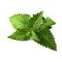 MENTA