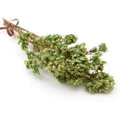 ORIGANO ORIGANO