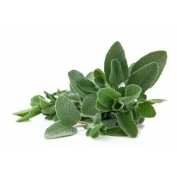 SALVIA
