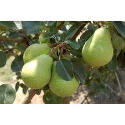 PERE SPINELLE PERE SPINELLE