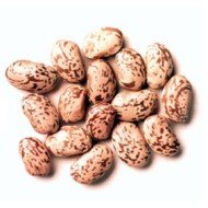 FAGIOLI cong. Gr. 400