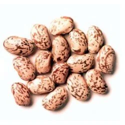 FAGIOLI cong. Gr. 400