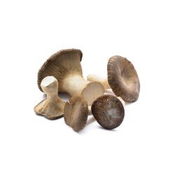 FUNGHI CARDONCELLI conf gr. 400 FUNGHI CARDONCELLI conf gr. 400