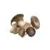 FUNGHI CARDONCELLI conf gr. 400