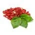 CAPULIATO DI POMODORO