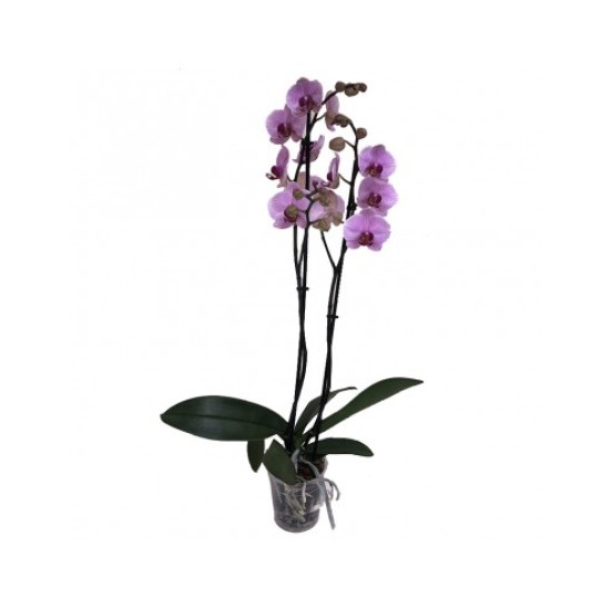 ORCHIDEA DUE STELI