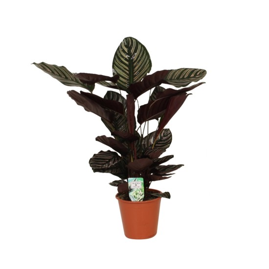 KENTIA CALATHEA ORNATA