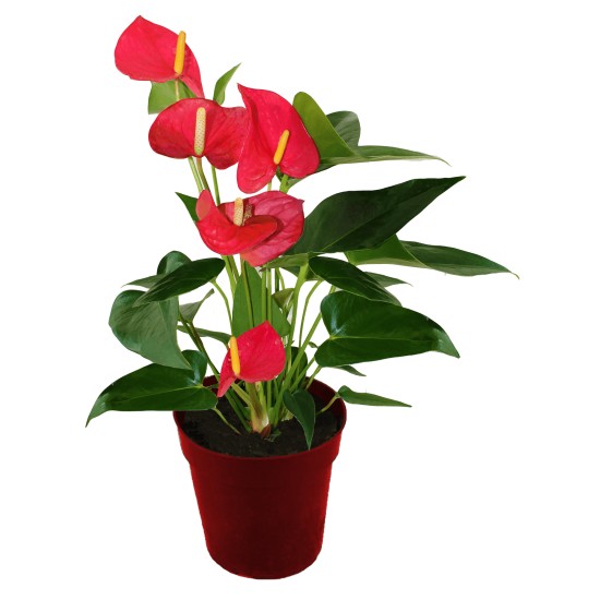 ANTHURIUM